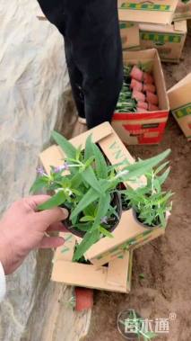 高度30厘米墨西哥鼠尾草