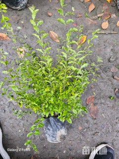 大杯苗亮晶女贞小苗