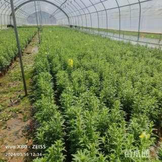 高度35厘米金鱼草