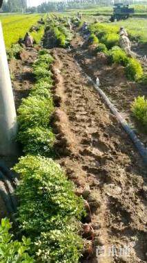 高度50厘米瓜子黄杨