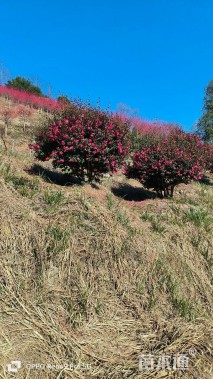 冠幅250厘米茶梅球