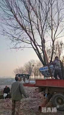 高度500厘米丛生五角枫