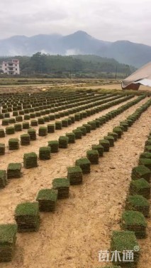 草块状马尼拉草