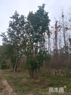 60公分(5杆)丛生乌桕