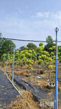 8公分造型亮晶女贞