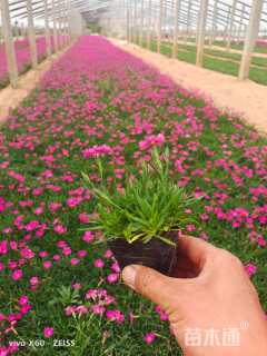 高度5厘米欧石竹