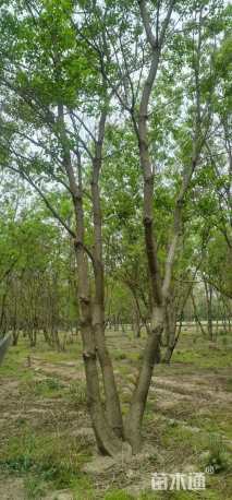 40公分(3杆)丛生乌桕