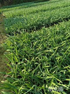 高度20厘米大花萱草