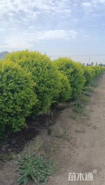 高度500厘米丛生五角枫