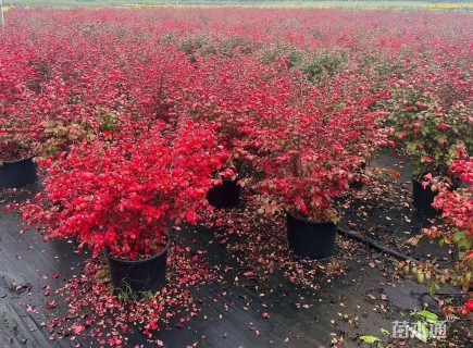 高度60厘米火焰卫矛