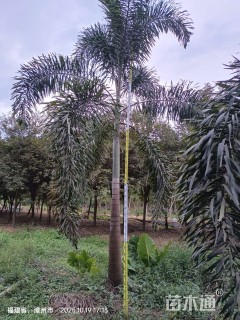 裸干高100厘米狐尾椰