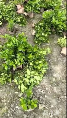 高度30厘米栀子