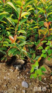 高度45厘米红叶石楠小苗