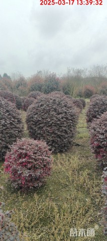 冠幅150厘米红花继木球