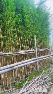 大杯苗金镶玉竹