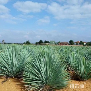 高度50厘米丝兰