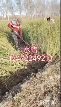 高度60厘米水蜡