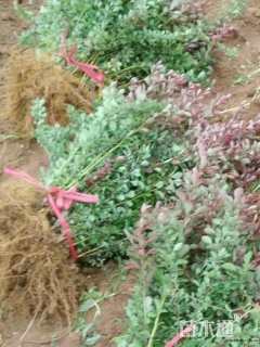 高度50厘米紫叶小檗
