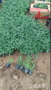 高度50厘米马鞭草