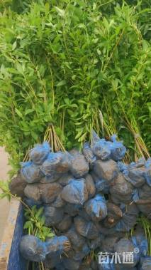 高度60厘米连翘