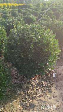 冠幅100厘米冬青球