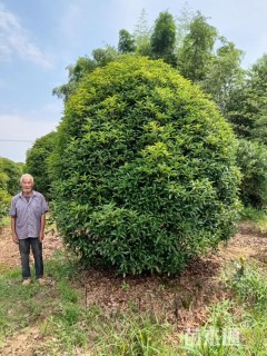 高度380厘米丛生桂花