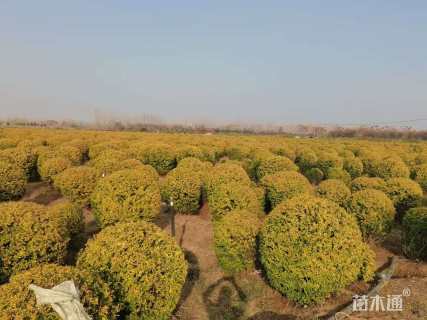 冠幅140厘米金冠女贞球