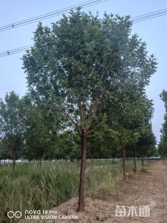 12公分绒毛白蜡