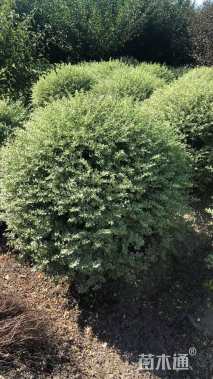 冠幅100厘米银姬小蜡球