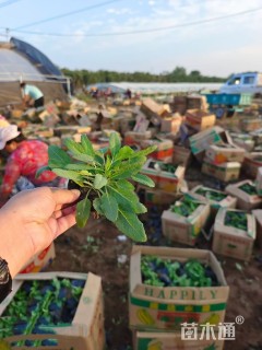 高度8厘米鼠尾草