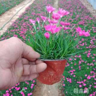 高度15厘米欧石竹