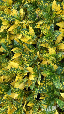 高度20厘米海南洒金榕