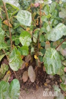 高度60厘米黄栌小苗