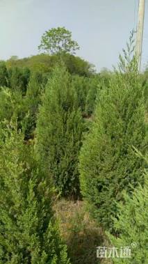 高度130厘米圆柏