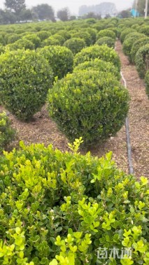 高度100厘米瓜子黄杨