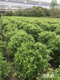 冠幅120厘米火棘球