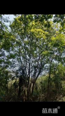 50公分丛生朴树