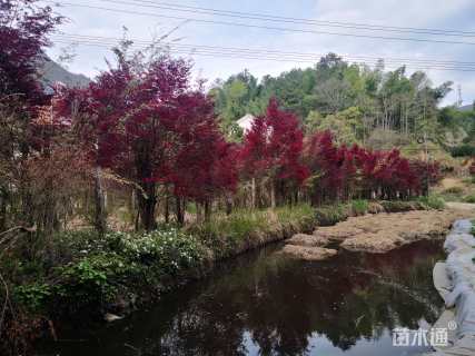 红花檵木古树桩