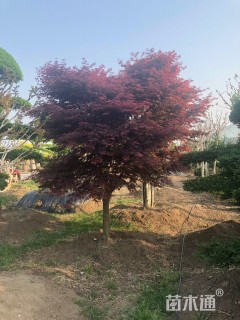 高度200厘米日本红枫-红舞姬