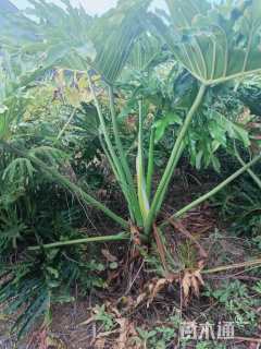 高度60厘米春羽