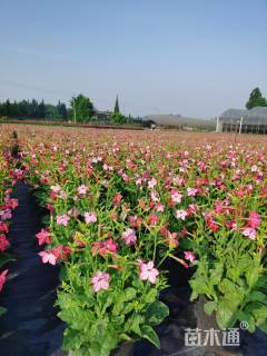 高度40厘米花烟草