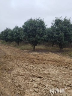 12公分红叶石楠