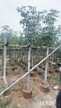 5公分紫花风铃木