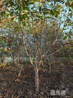 高度400厘米核桃