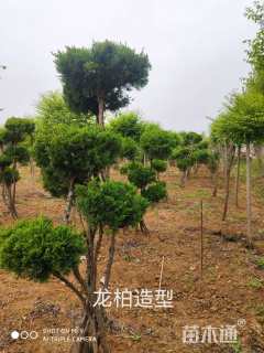12公分造型龙柏