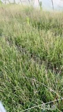 高度40厘米紫娇花