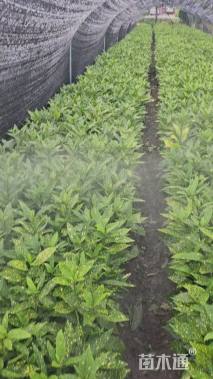 高度40厘米花叶珊瑚