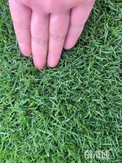 草块状夏威夷草