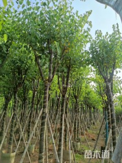 高度450厘米紫荆