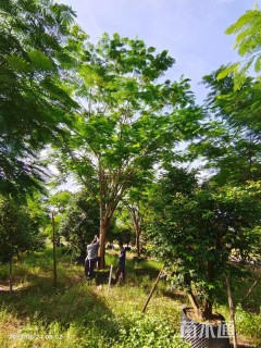 27公分凤凰木